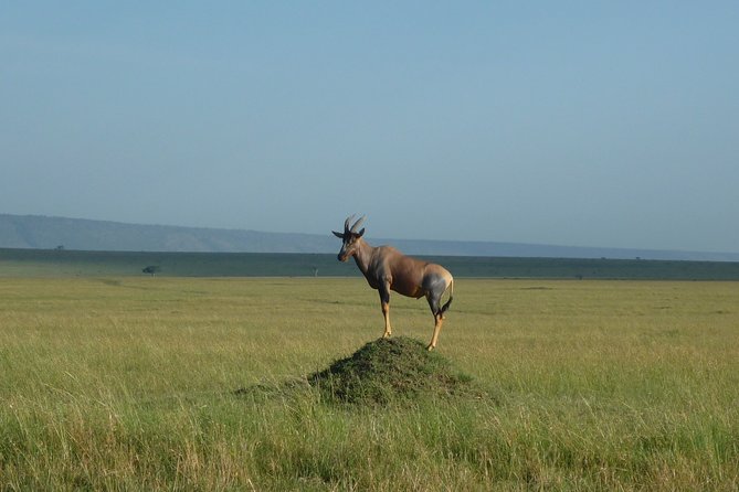 7 Days Safari to Maasai Mara , Serengeti and Ngorongoro Conservancy in Tanzania.