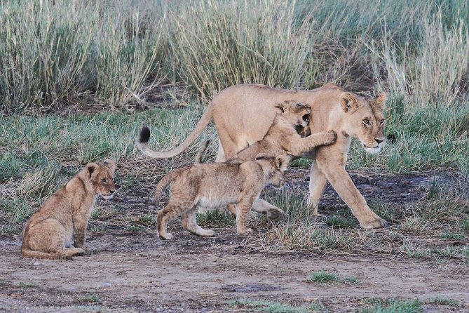 7 Days Southern Safari, Ruaha Np, Mikumi Np And Selous Game Reserve - Itinerary Details