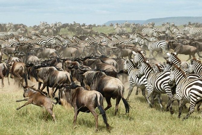 7 Days Tanzania Wildlife Migrations Adventures Safari Holiday-2021 - Accommodation Details