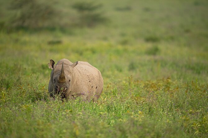 7 Days Tanzania Wildlife Safari: Manyara, Ngorongoro, Serengeti