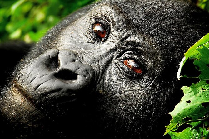 7 Days Uganda Gorilla and Wildlife Safari