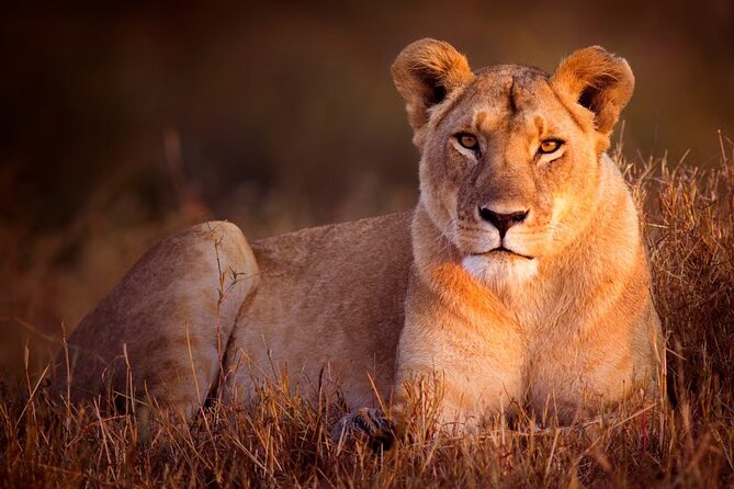 7 Days Uganda Primates and Wildlife Private Safari - Detailed Itinerary Highlights