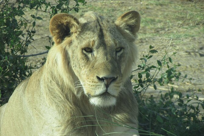 7 Days Vegans Private Safari Tour - Tour Overview