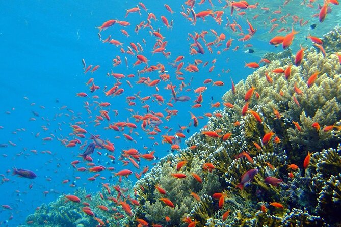 7-Hours Scuba Diving & Snorkeling With Lunch in Hurghada - Activity Overview