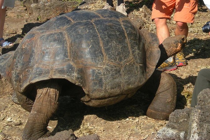8-Day Galapagos Full Adventure Tour: Snorkel, Diving, Hiking, Bikes & Kayaking