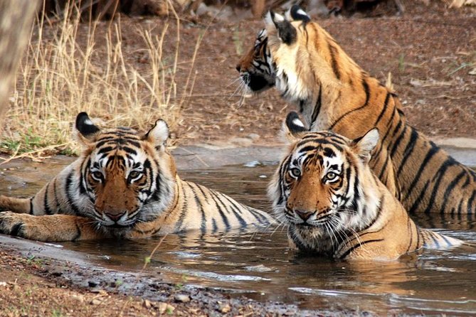 8-Day Private Golden Triangle Tour With a Ranthambore Wildlife Safari
