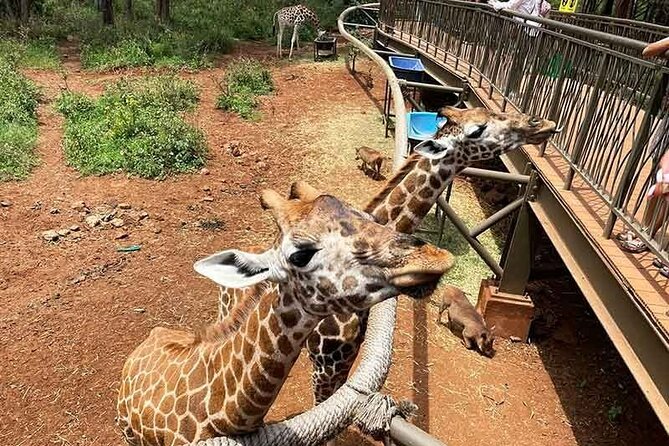 8-Day Private Safari in Kenya and Tanzania Tour - Itinerary Overview