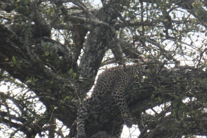 8 Days Bird Watching Safari