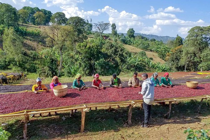 8 Days Ethiopian Coffee Tour