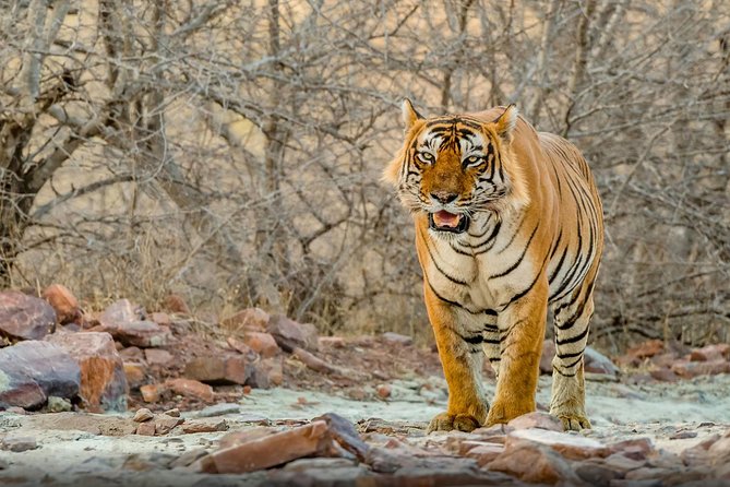 8 Days Golden Triangle Tour With Ranthambore Tiger Safari - Tour Itinerary