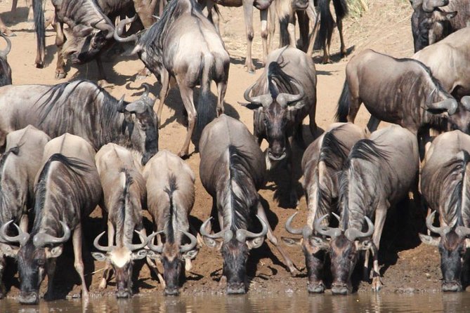 8 Days Kenya and Tanzania Budget Safari