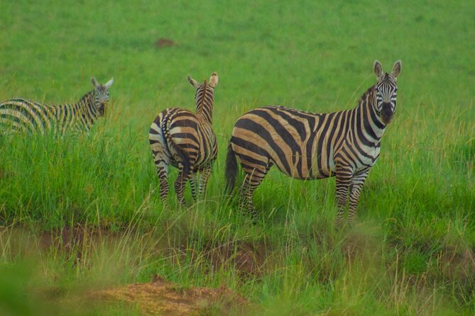 8 Days Source of Nile River Primates and Game Drive Safari - Day 2: Transfer to Murchison Falls NP