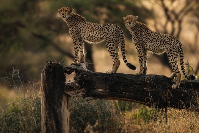 2 Best Safari Tours In Selous Game Reserve