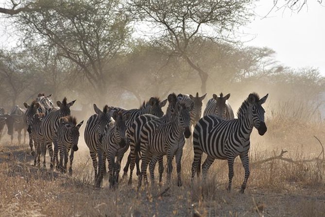 8 Days: The Crocodiles Of Grumeti( Tarangire, Manyara, Serengeti And Ngorongoro)