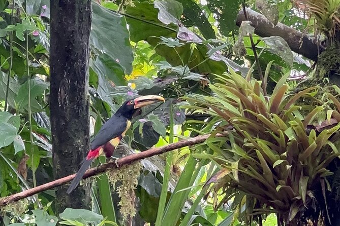 8 Hours Mindo Cloud Forest Tour From Quito Includes Lunch - Tour Overview