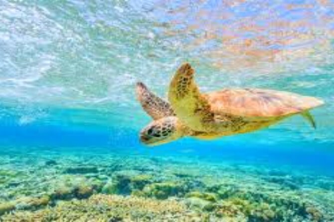 8 Hours Private Activity in Abu Dabab From Hurghada - Pickup Information