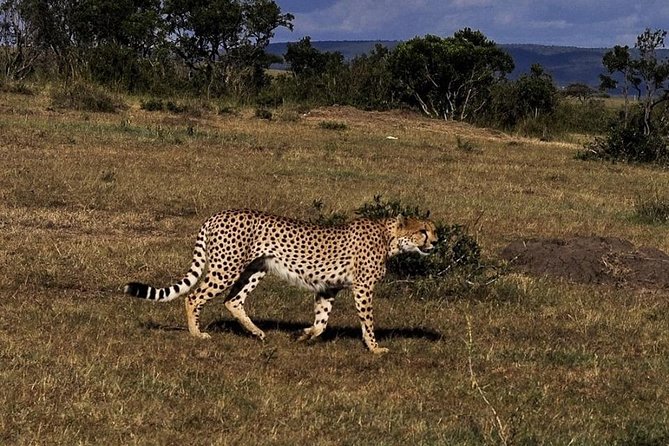 9-Day Cruise Kenya Safari With DALA (Customisable) - Accommodation and Meals
