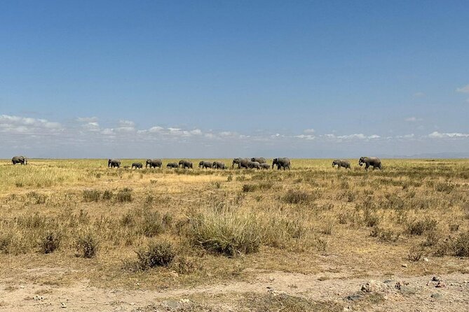 9 Day Mgahinga Gorilla Trek Mara Lake Nakuru & Naivasha Park - Tour Inclusions