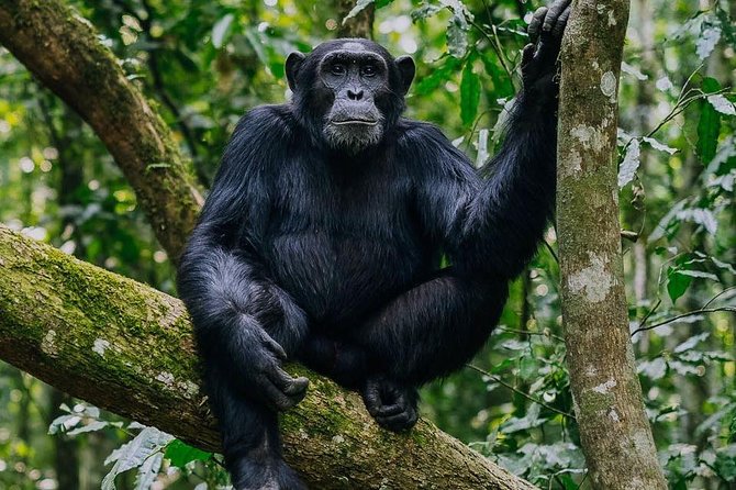 9-Day Uganda Primates – Lions & so Much More (Midrange)