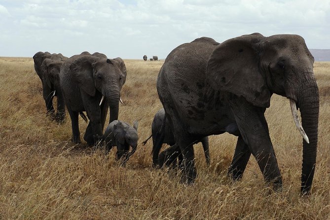 9- Days Itinerary - Day 3: Safari in Ruaha National Park