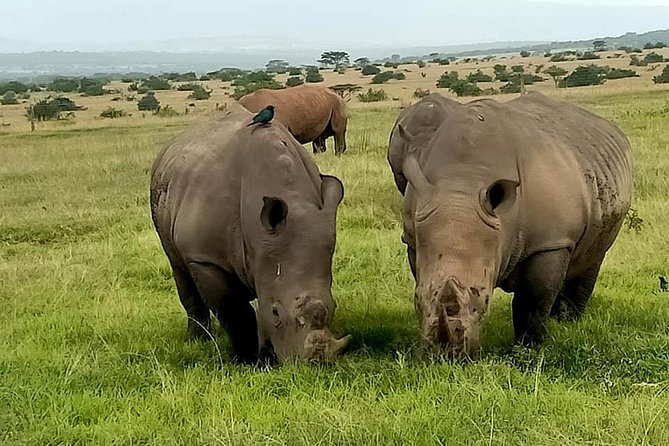 9 Days Rhino Safari - Logistics and Pickup
