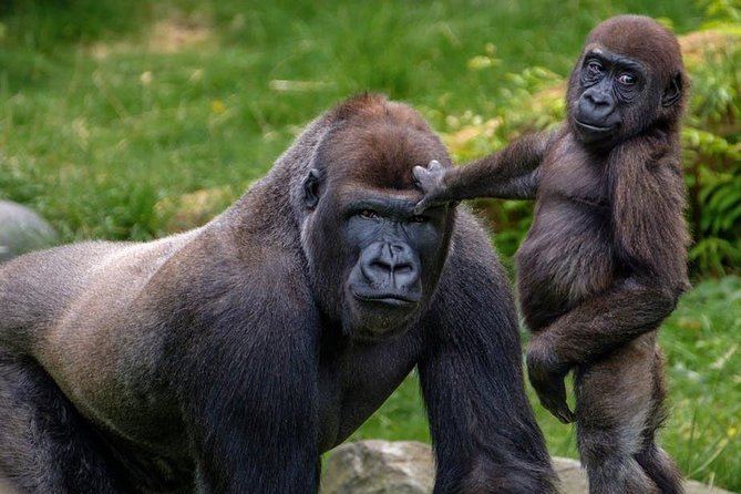 9-Nights Budget Safari: Mountain Gorillas, Primates & Wildlife