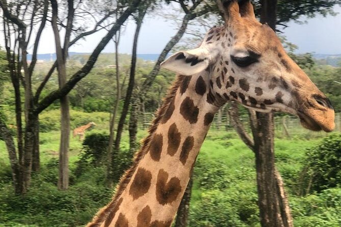 A Day Tour to Nairobi National Park and Giraffe Center