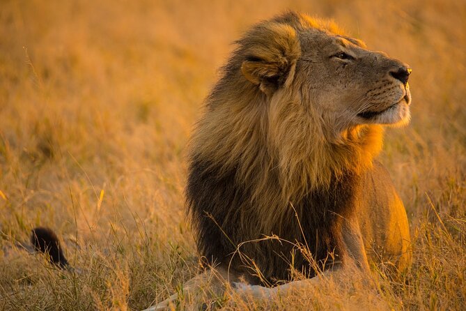 A Day Trip Safari To Lake Manyara National Park - Safari Itinerary