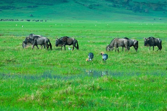 A Day Trip Safari To Tarangire National Park - Safari Itinerary