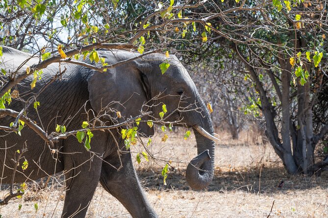 A Private Chobe Full Day Trip -Bostwana - What To Expect