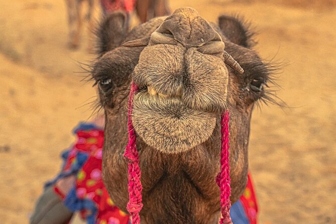 A Two Night Excursion To Jaisalmer From Jodhpur By Private Transfer