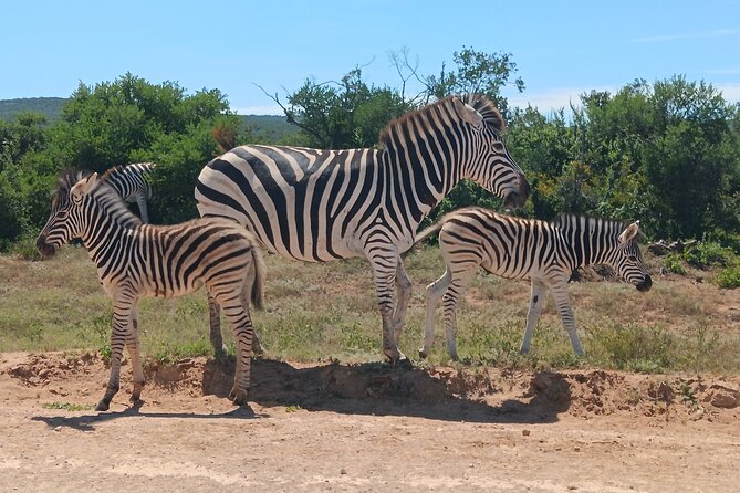 Addo Elephant National Park Safari. - Inclusions