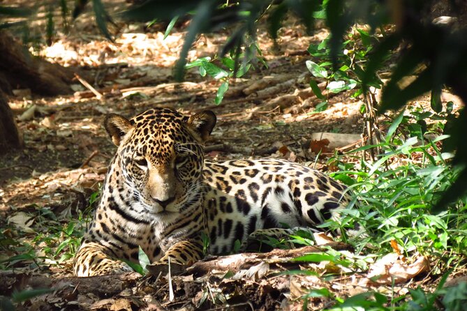 Admission Ticket to Las Pumas Rescue Center
