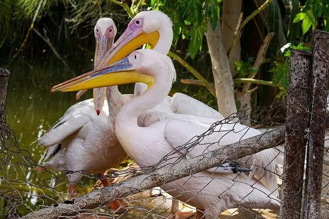 Africano Park Alexandria Safari From Cairo - Tour Overview