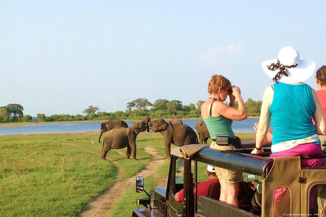 Afternoon Game Drive at Minneriya National Park