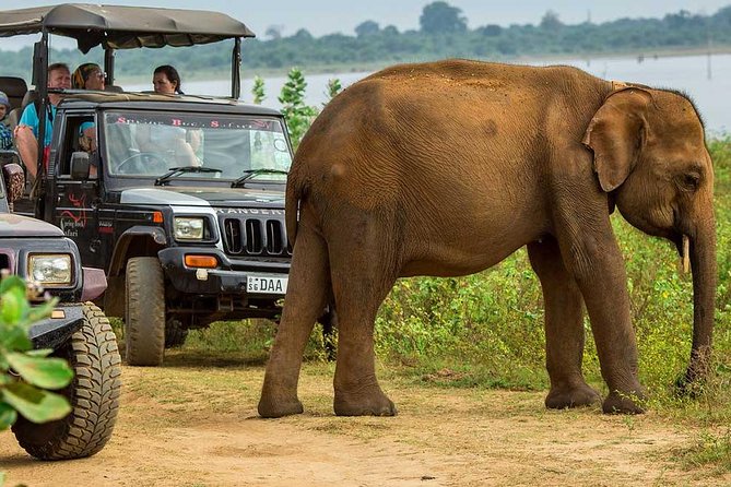 Afternoon Safari at Udawalawe National Park - Safari Highlights
