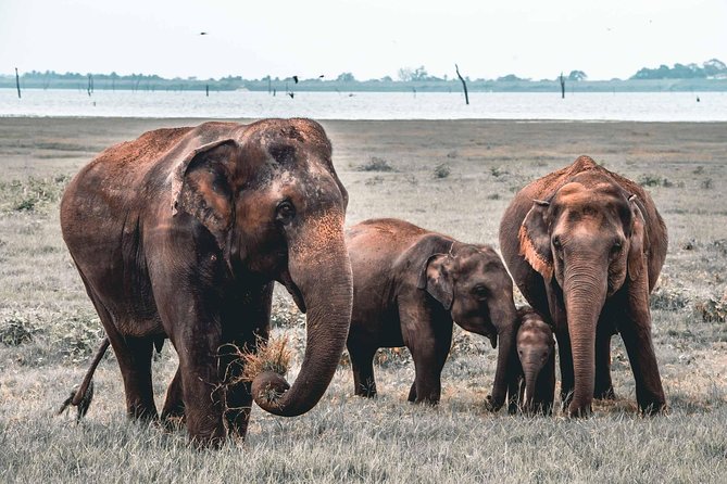 Afternoon Safari to Kaudulla National Park