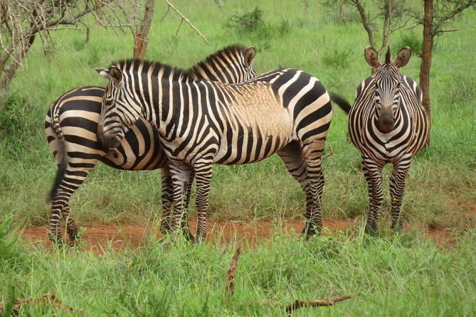 Akagera National Park From Kigali