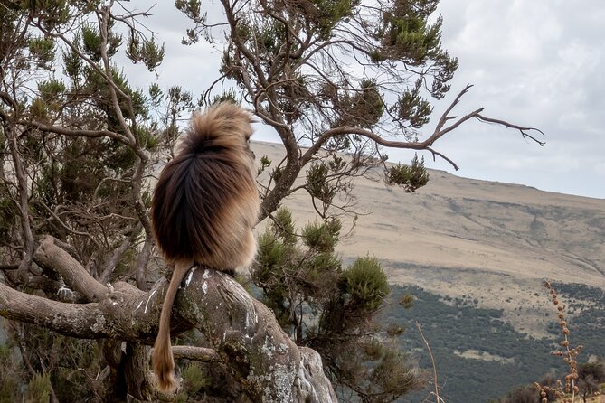 All-inclusive 3 Days Simien Mountains NP. Trekking Tour