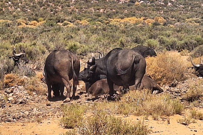 All-inclusive Big 5 Aquila Safari Game Drive Experience Day Tour - Whats Included