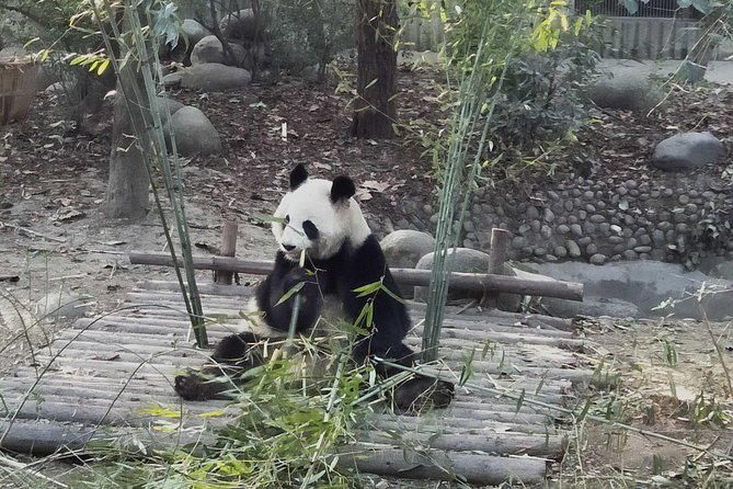 All Inclusive Customizable Chengdu Full Day Panda Tour - Inclusions