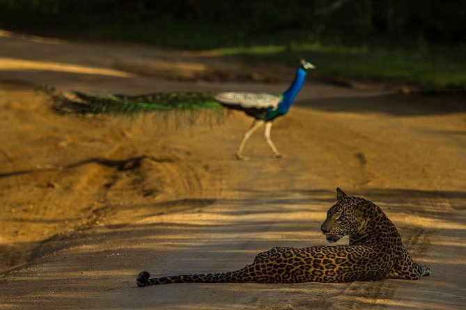 All Inclusive Private Safari at Yala and Bundala National Parks With Lunch - Safari Highlights