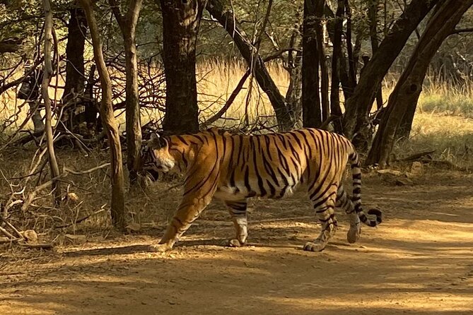 All Inclusive Private Tiger Safari Day Trip Jaipur to Ranthambore