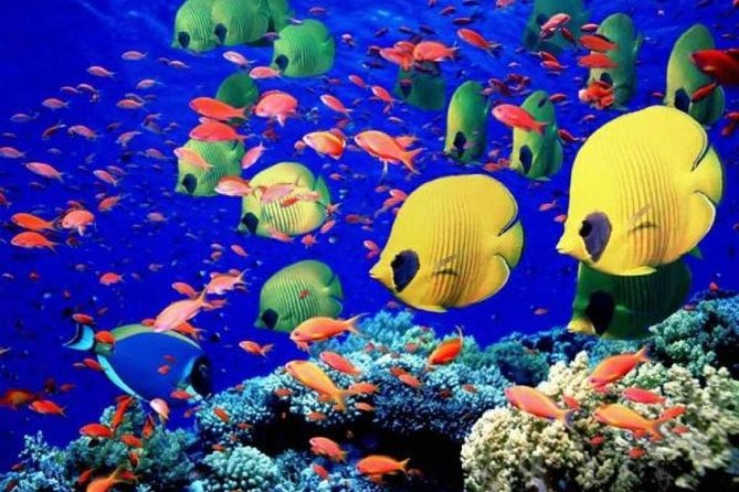 Amazing Snorkeling Trip to Utopia Island in Safaga From Luxor - Pickup Information