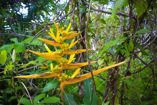 Amazon Adventure In to the Jungle 4D/3N At Amazon Mamori Lodge