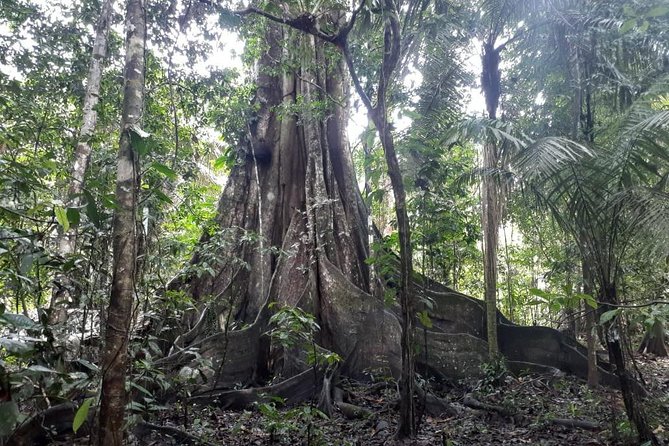 Amazon Discovery 4 Days and 3 Nights Pacaya-Samiria Reserve
