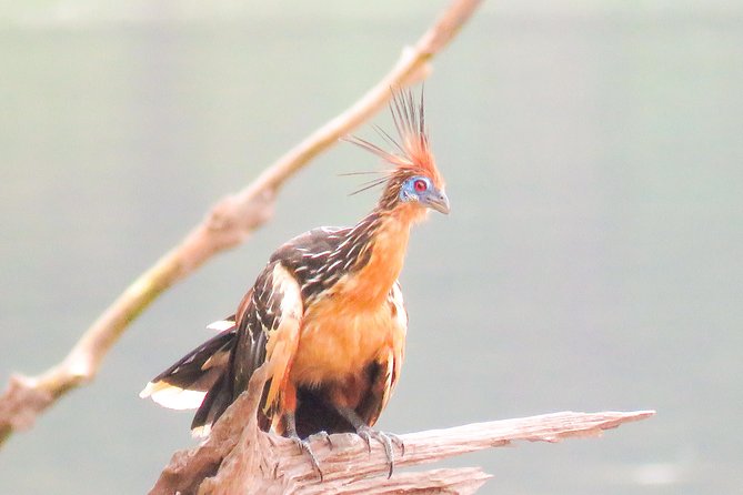Amazon River Cruise Trip Explore 5D/4N