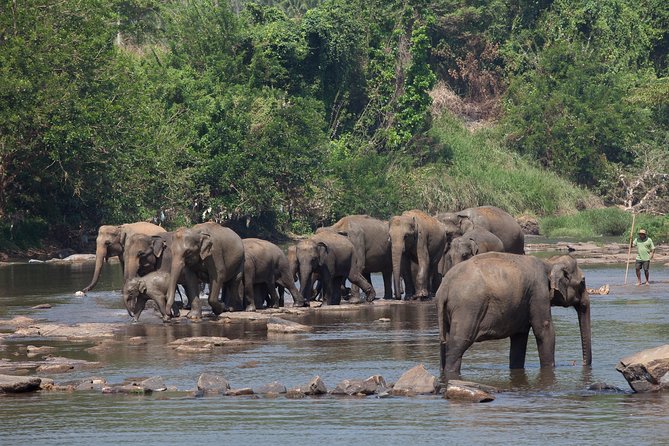 Animal Kingdom – UDAWALAWE Day Tour