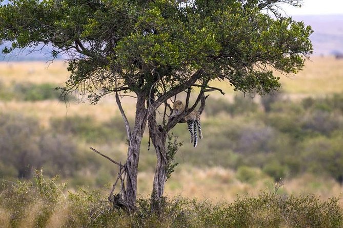 Animal Migration Safaris , Destination - Kenya - Safari Itinerary