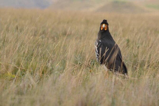 Antisana Volcano Private Tour; Birding and Hike in the Andes - Tour Highlights